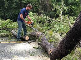 St Croix Falls, WI Tree Removal Services Company